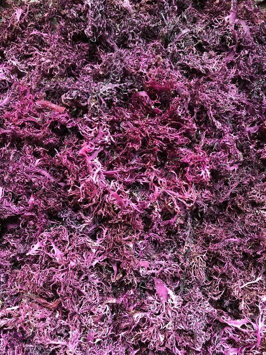 Purple Irish Sea Moss