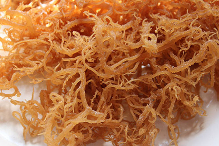 Golden Sea Moss