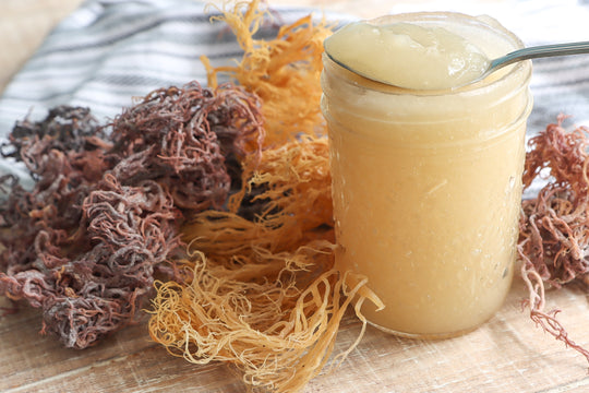 Golden Sea Moss